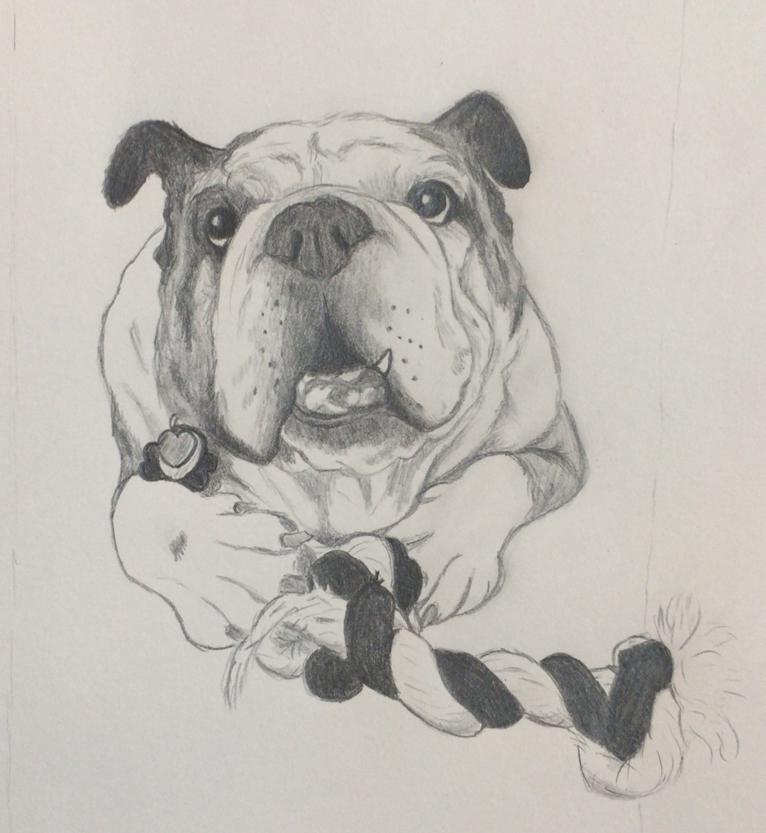 Pencil drawing of a bulldog with his toy