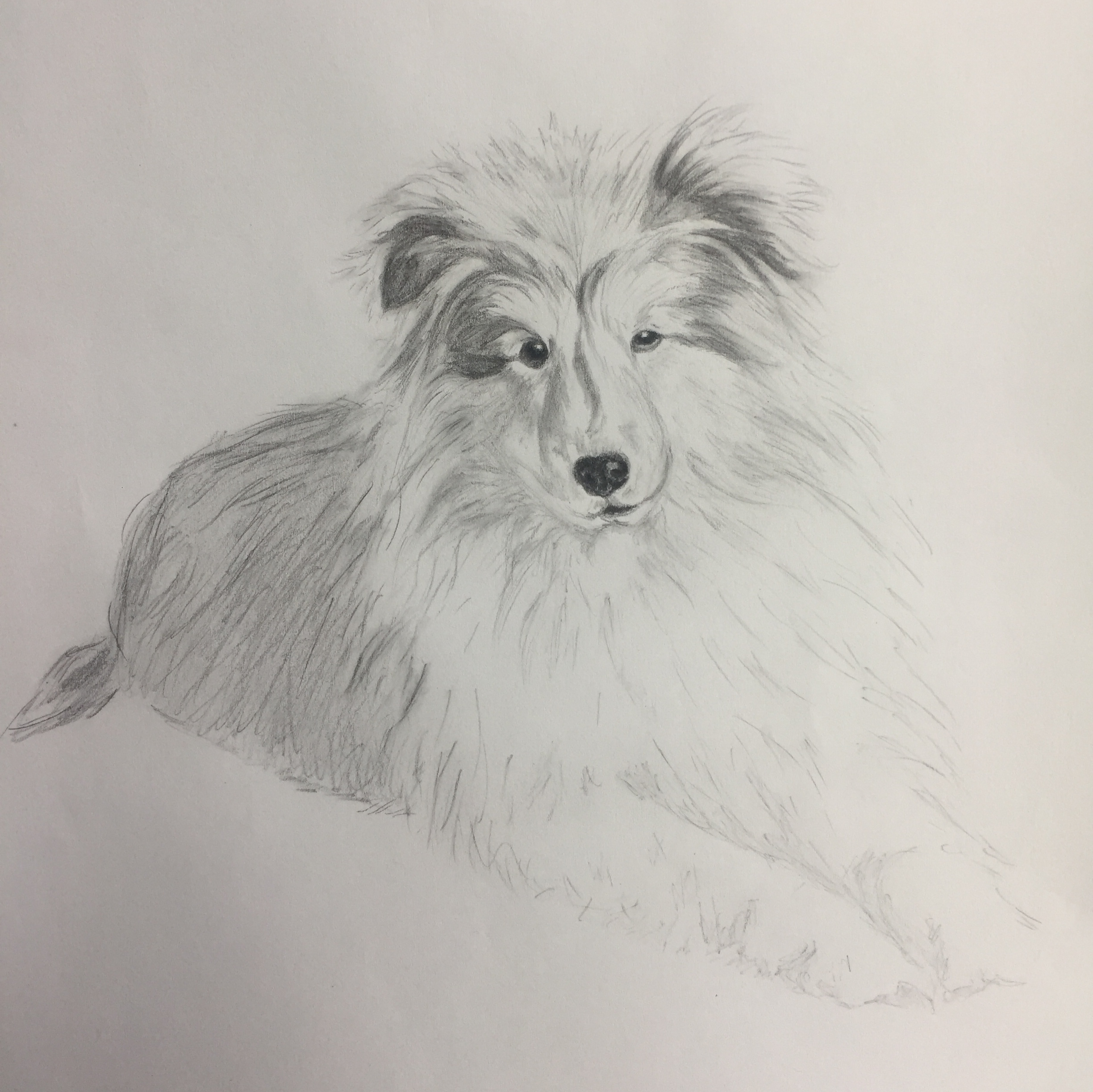 Pencil drawing of a collie