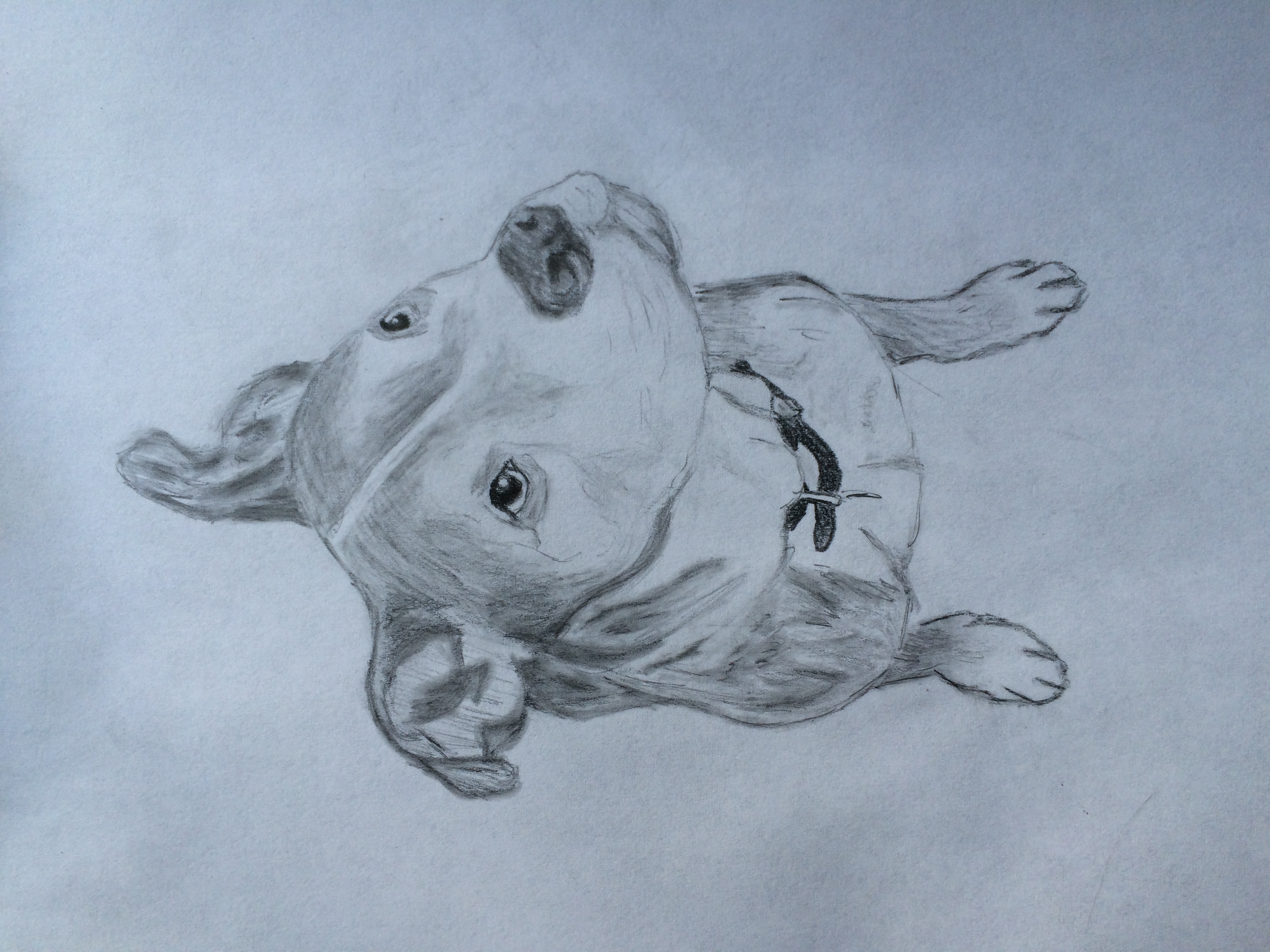 Pencil drawing of a pitbull