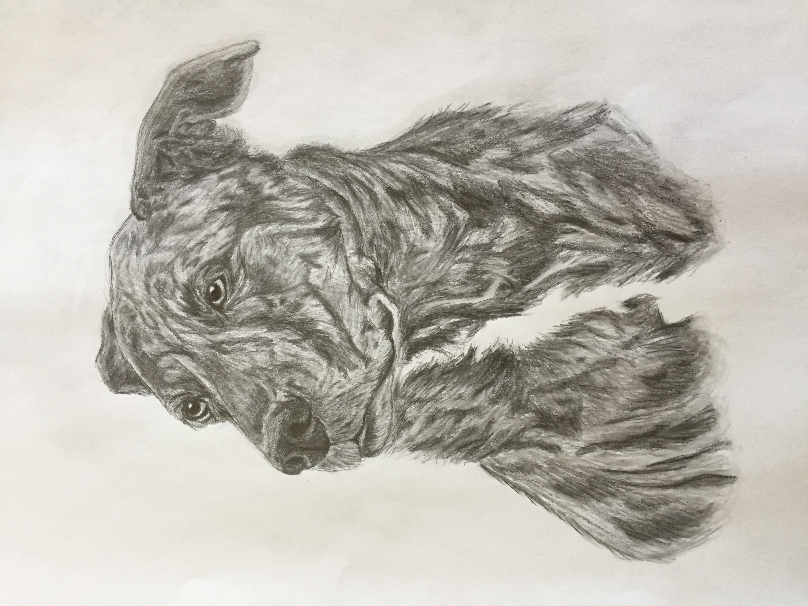 Pencil drawing of a brindle dog looking to the side