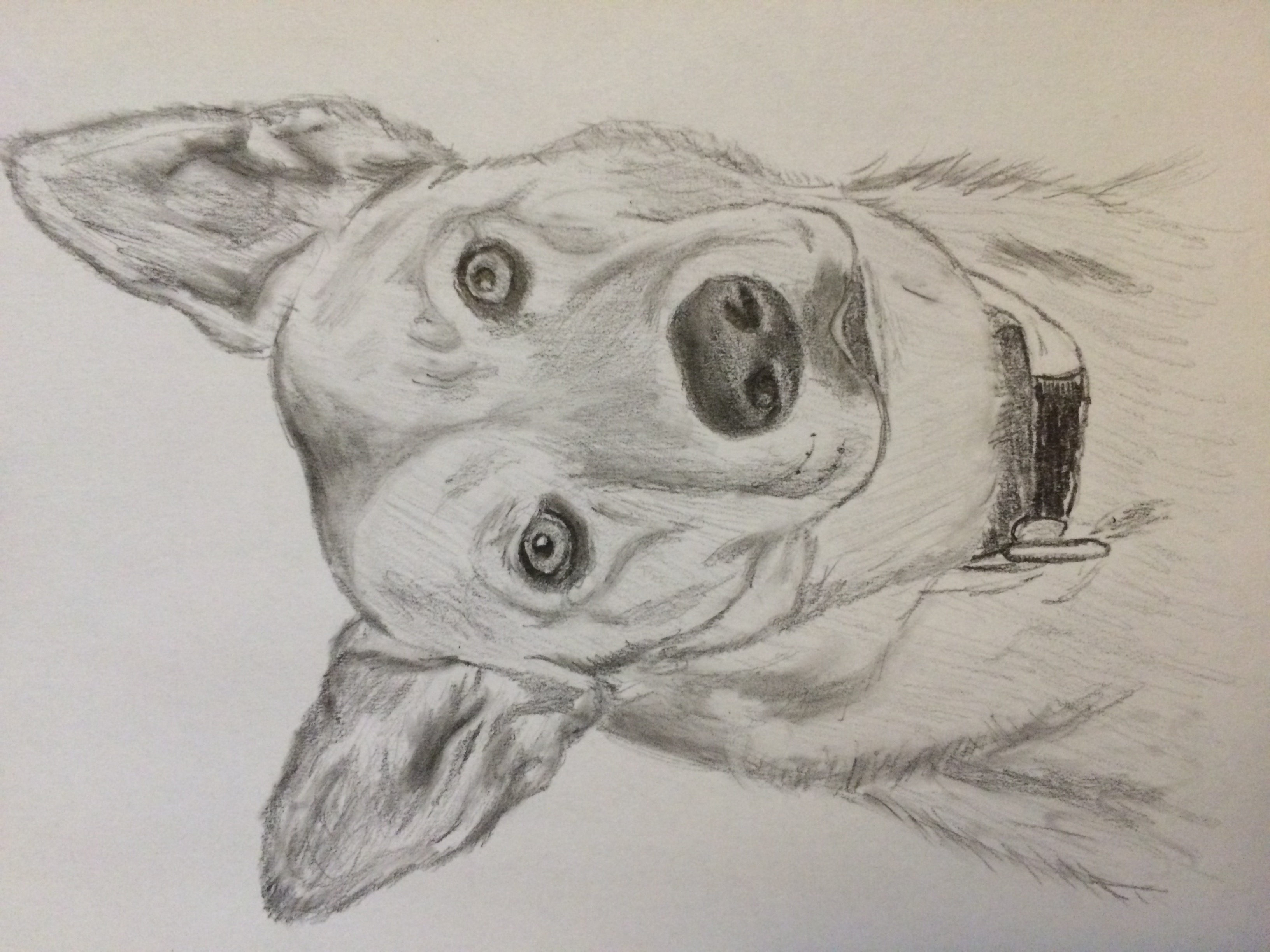 Pencil drawing of a dingo dog with head tilted