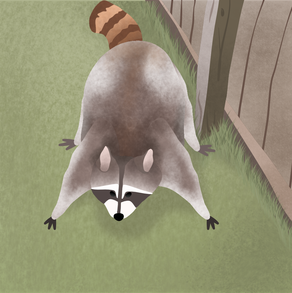 Vector image of a raccoon being playful